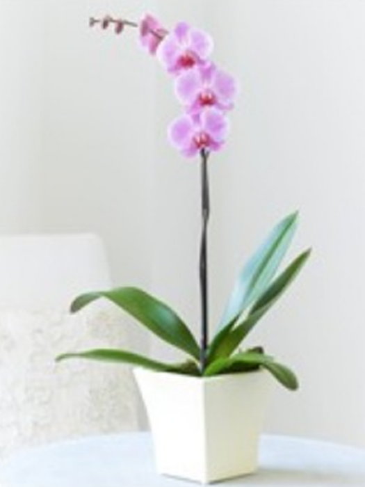 Pink Phalaenopsis Orchid